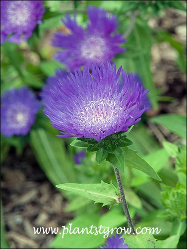 Honeysong Stokes Aster (Stokesia laevis) 
I have seen flowers this darker purple color to a lighter purple.
